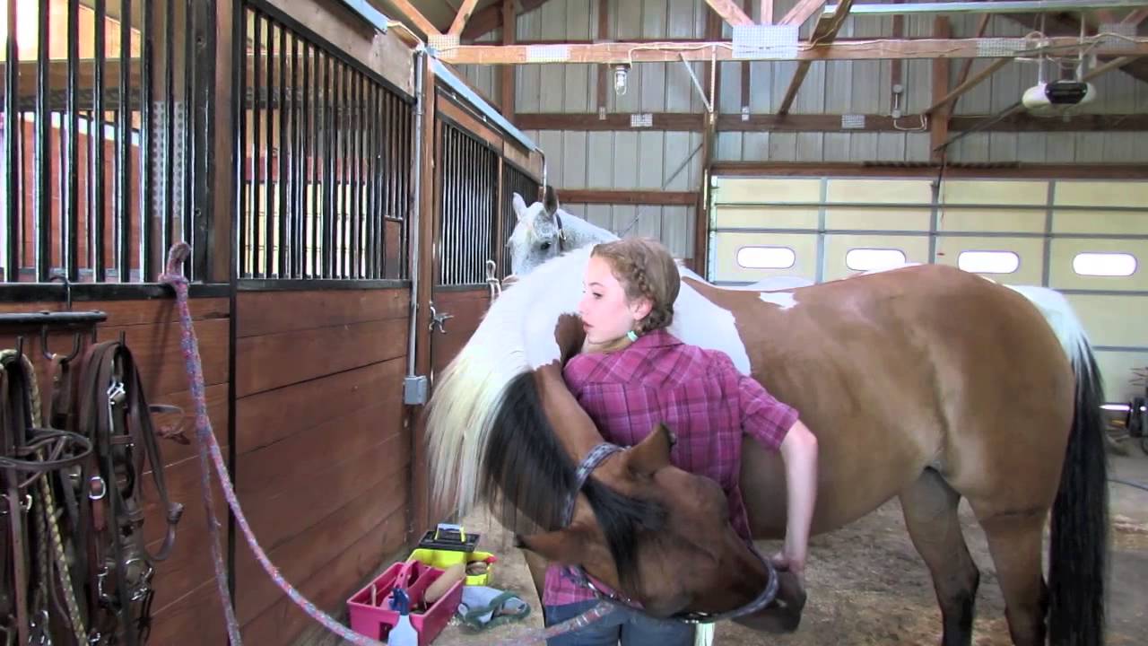 This video shows how to teach your horse to hug in a fun and easy way. 
