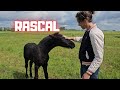 Rascal! | A party for the ponies | Rein helps | Friesian Horses