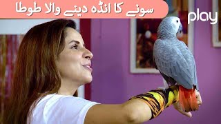 Hashmat and Family | سونے کا انڈہ دینے والا طوطا  | Promo 34 & 35 | Play TV | 18 Sept 2021