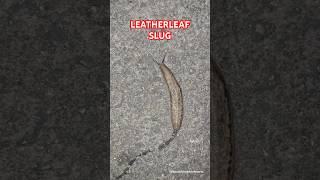 Leatherleaf Slug | Explore | BycatchAndAdventures #slugs #shorts #youtubeshorts