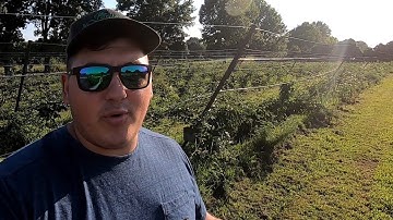 Training Blackberries on RCA Trellis!