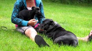 Church Bells For The 1St Time