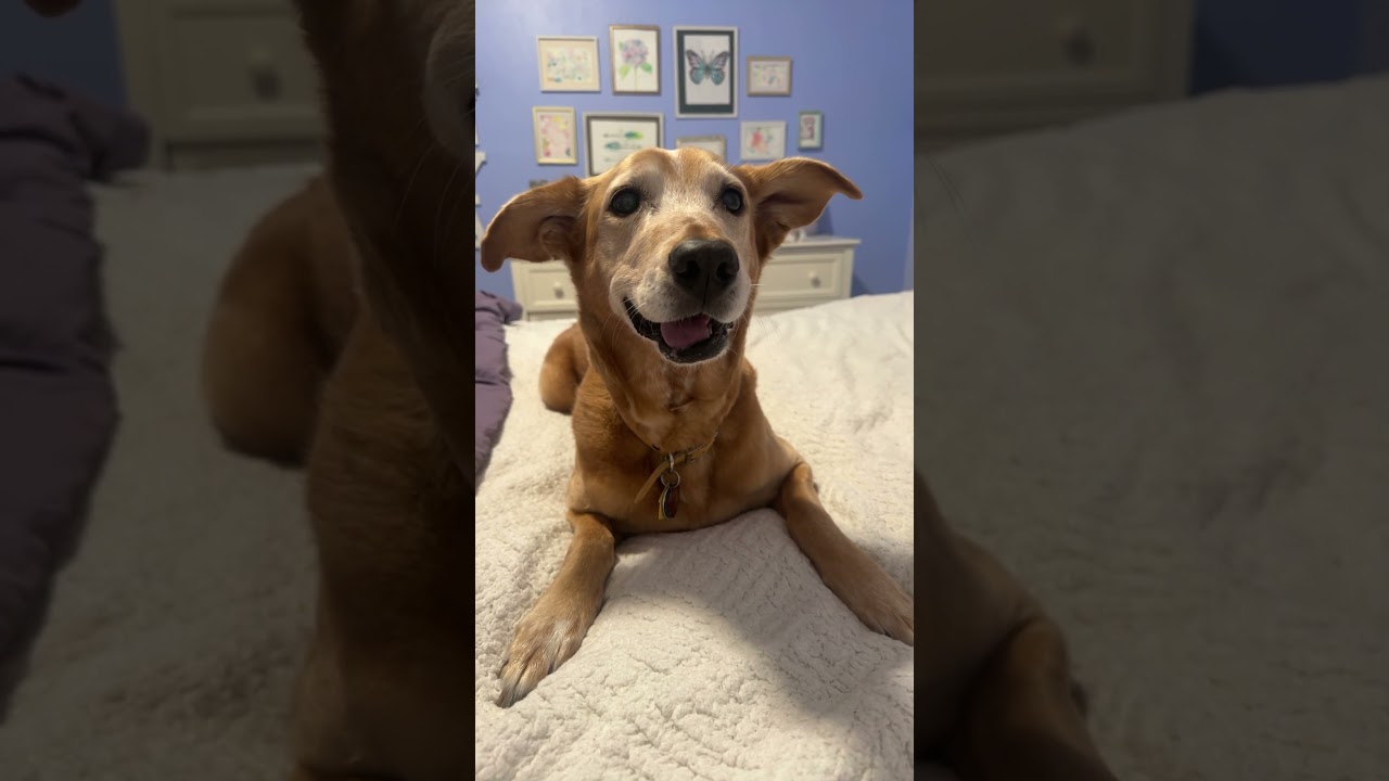 Only dogs can hear this sound 