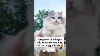 Đừng nhìn vẻ bề ngoài xấu xí lúc nhỏ của mèo, lớn lên là đẹp hết hồn #shorts #pets #cat screenshot 3