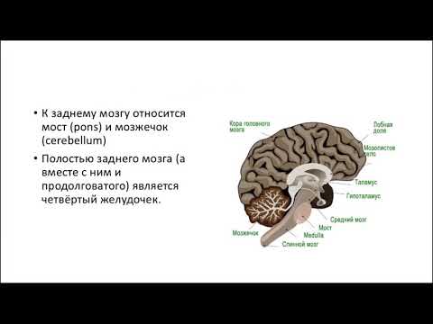 АНАТОМИЯ ЭКЗАМЕН #ЗАДНИЙ МОЗГ