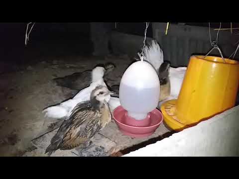 មេមាន់សំឡីសាច់ ខ្មៅកូនកាត់ពណ៌ស និងពណ៌មាសy this month August date 28th, 2019.
