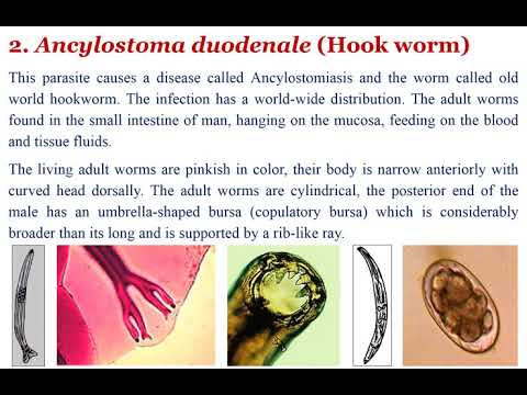 Lecture 7-Helminths 2020-Part II-Nematodes/ Asst. Prof. Dr. Ahmed A. Mohammed