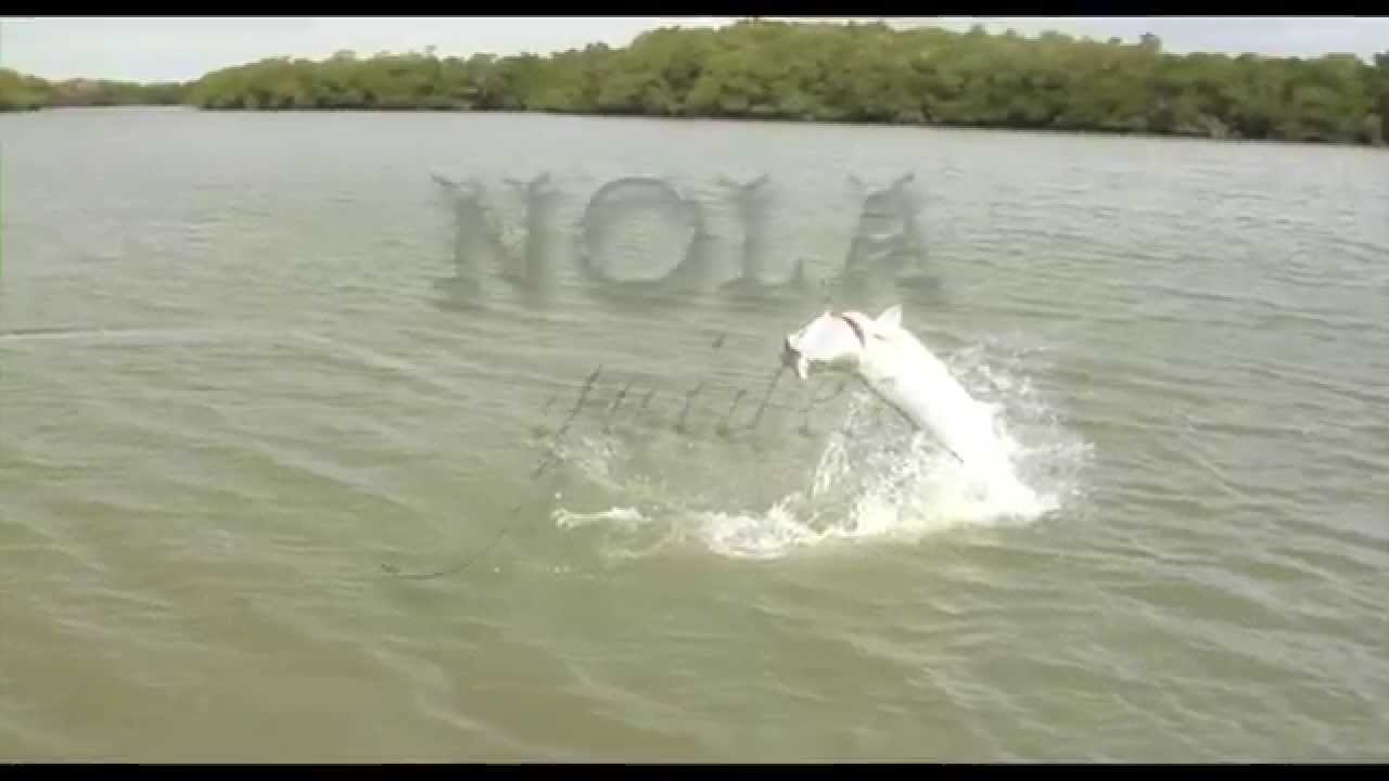Fly Fishing Florida Tarpon YouTube