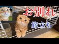 悲しい別れから自由への旅立ち【短足マンチカン ひな子】