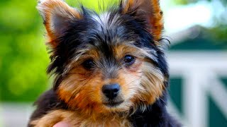 Chorkie - The Ultimate Owner's Guide (Compilation Video) by Dog Solid 31,557 views 3 years ago 12 minutes, 2 seconds