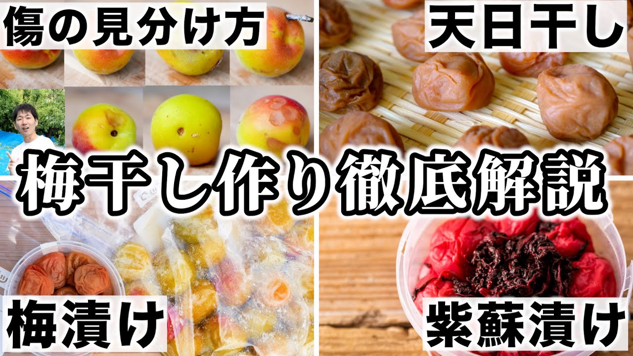 【梅干し作り】梅農家が全部教えます！傷の見分け方から紫蘇漬けまで