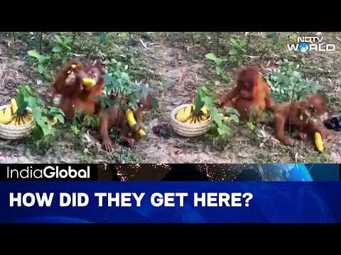 Shocking Moment Forest Guards Discovered Five Baby Orangutans Hidden In An Odisha Jungle
