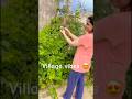 गांव का सुबह सुबह का नजारा 🎻🦙|#flowers 💐🪴🪷🪻🌼🌷🌹🌺🌻#shortvideo #atnagore #villagelife