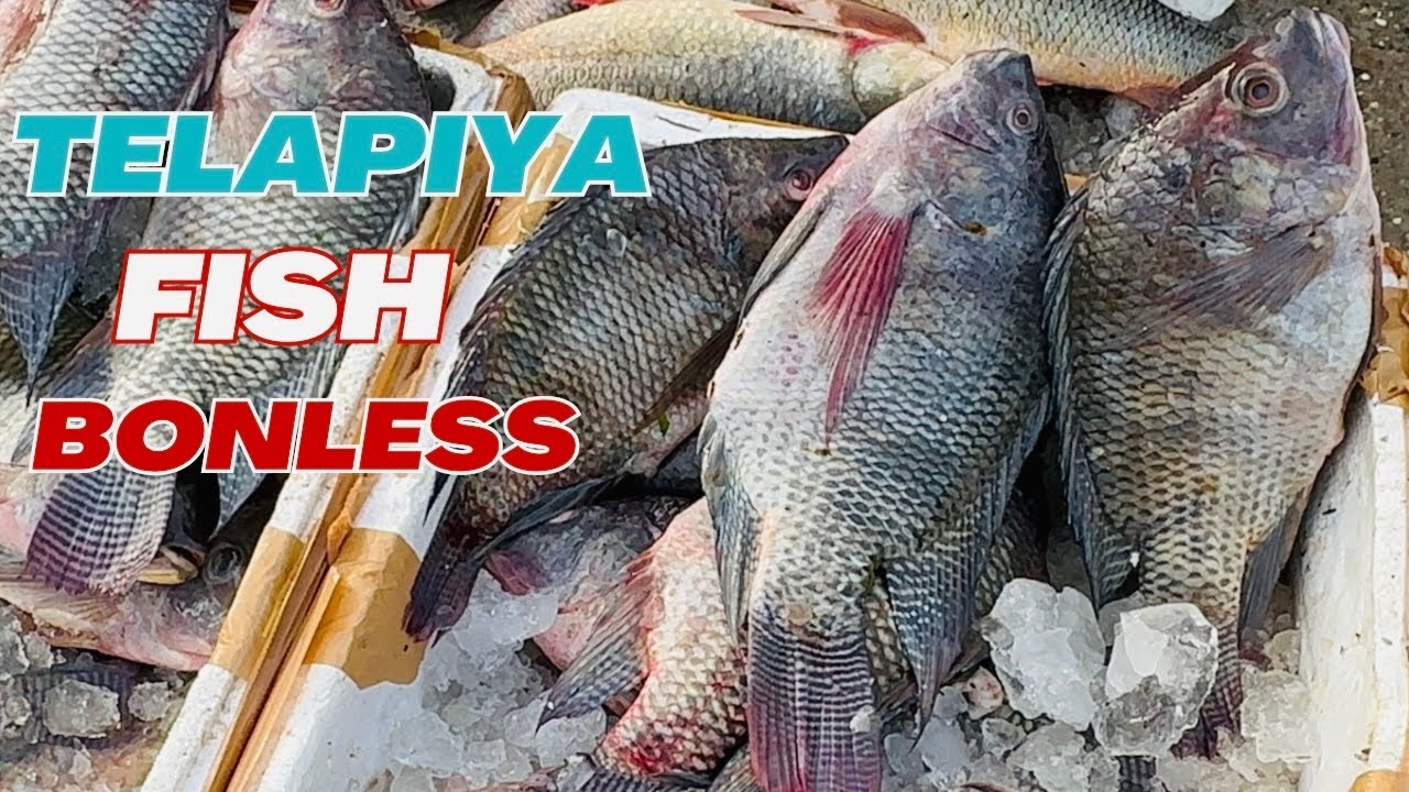 Tilapia machli banane ka tarika Tilapia fish boneless cutting