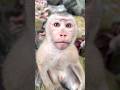 Handsome lil buddy (Luno)! 💫✨ #shorts #monkey #help