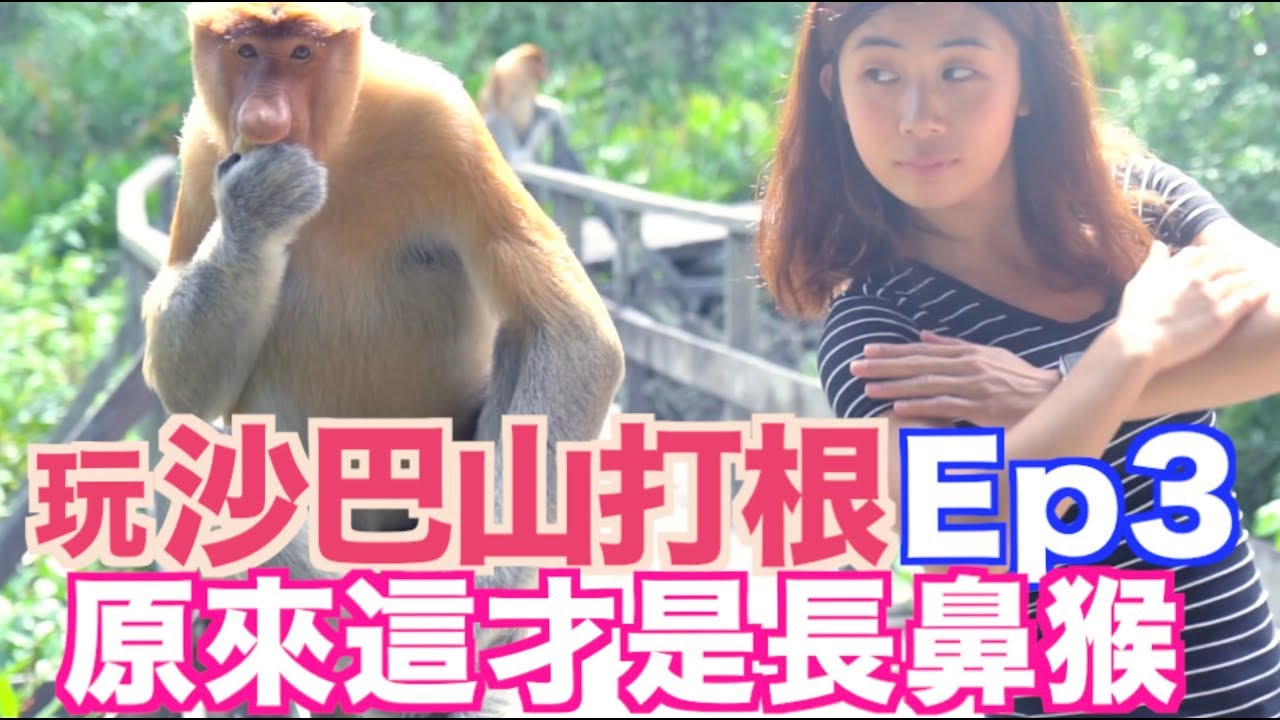 《沙巴山打根親子自由行程Ep3》拉卜灣長鼻猴保護中心｜英國茶室｜Labuk Bay Proboscis Monkey Sanctuary｜English Tea House【 I'm Daddy】