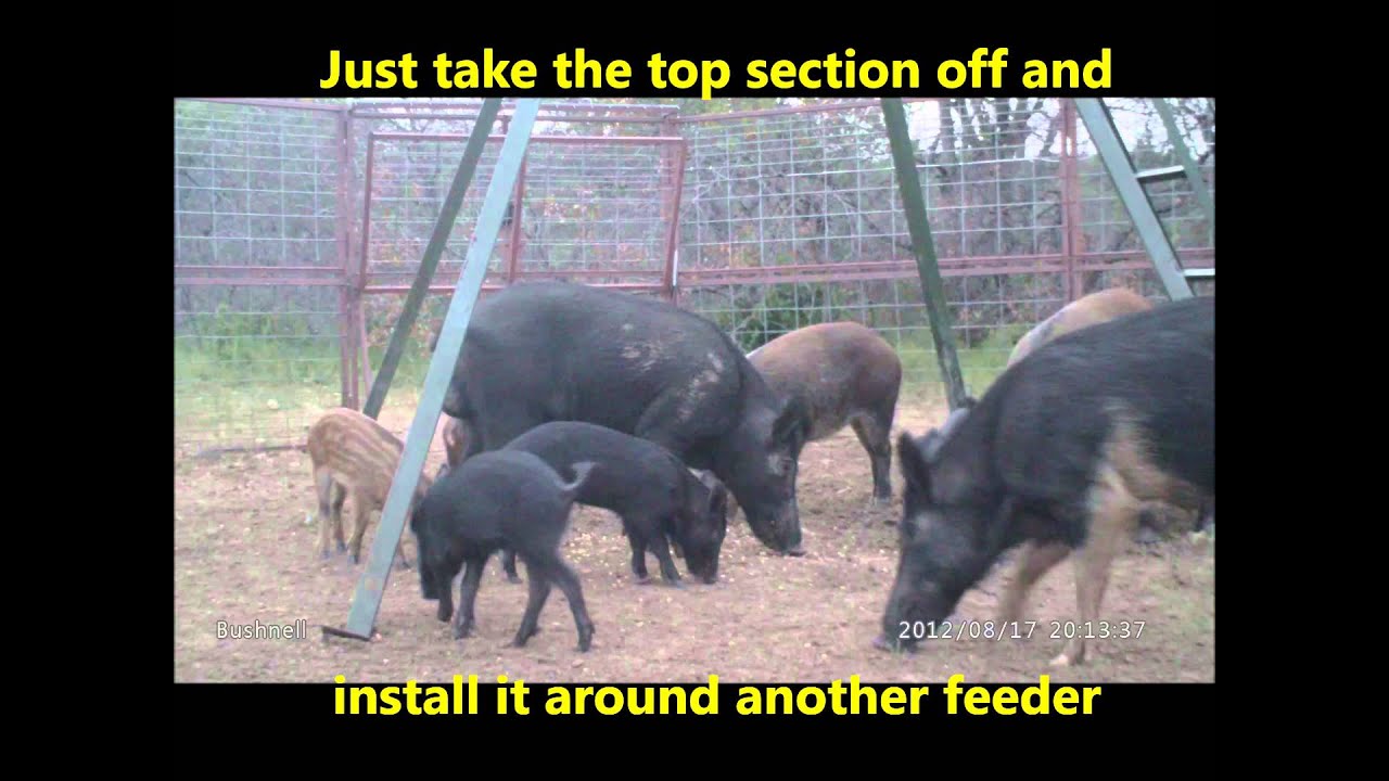 Hogs are easy to catch