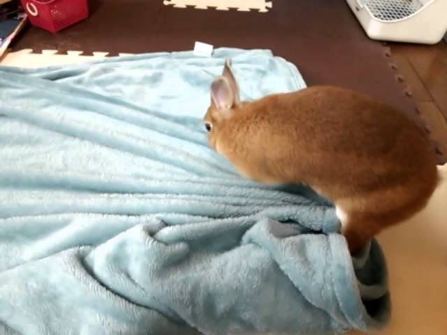 うさぎも人間も毛布が好き 食いしん坊の独り言 うさぎも人間も毛布が好き 食いしん坊の独り言