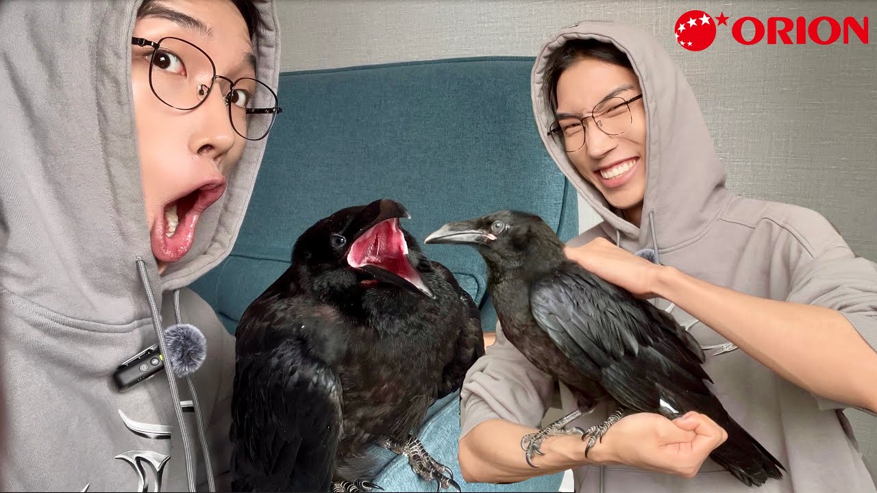 Бүтэн өдөр хэрээ тэжээж үзэв.