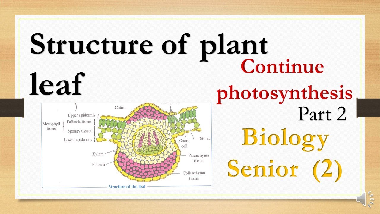 leaf structure and function 2nd secondary - YouTube