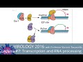 Virology Lectures 2016 #7: Transcription and RNA Processing
