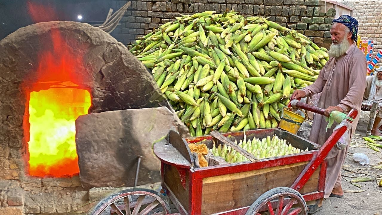 HOW THEY COOKING CORN IN COAL SAND | STEAMED CORN | BAKING CORN IN SAND | CORN HARVESTING FACTORY