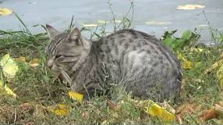 Видео НАСТУПЛЕНИЕ ХОЛОДОВ 27.09.2017 (автор: 5 канал Бугуруслан)