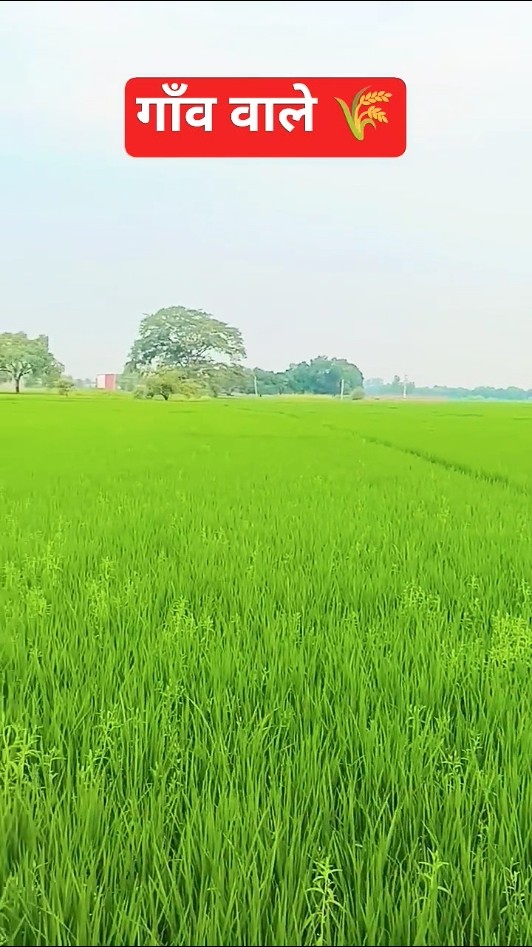 🎶हैप्पी रोमांटिक स्टेटस - ShareChat