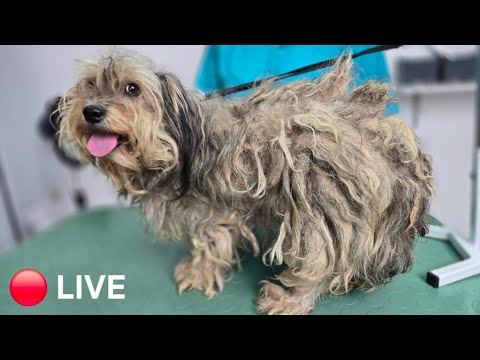 🔴 Live Grooming - 8 years old - Very first time