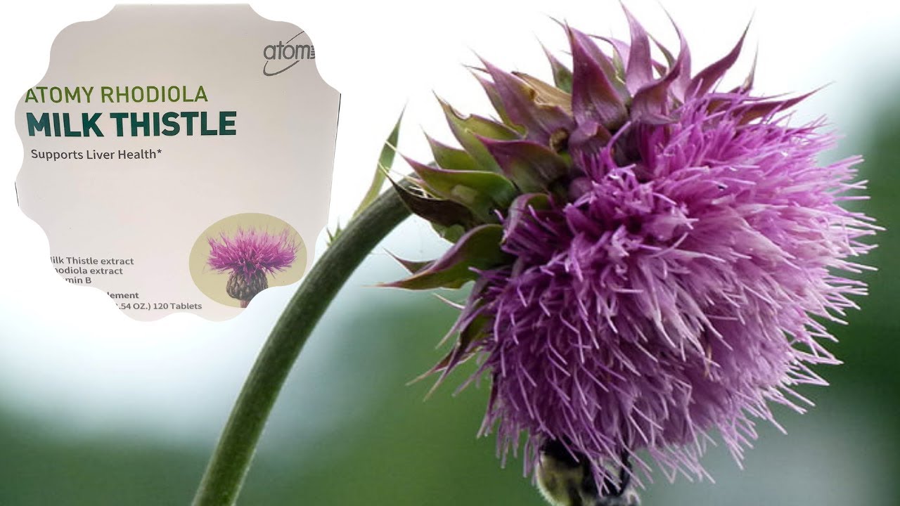Atomy Milk Thistle Benefits