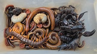 Famous Catch Venomous Scorpion, Giant Millipede, Centipede, Ground Beetle Larvae, Small Red Millipede  Profile
