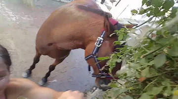 Wie viel Hagebutten darf ein Pferd fressen?
