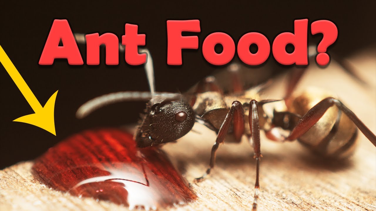 What to feed your pet ant colony YouTube