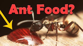 What to feed your pet ant colony