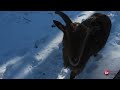 Подільський зоопарк зима