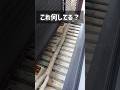 【エアコン】ドレンホースのつまり・虫の侵入を防ぐ!ドレンキャップこれで十分!むしろこれがいい?#エアコン水漏れ防止 #エアコン虫の侵入防止 #つまり防止 #ライフハック #便利アイテム