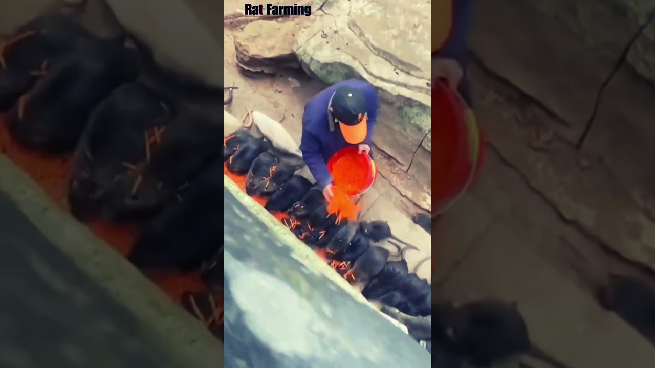 China Rat Farming For Meat! 