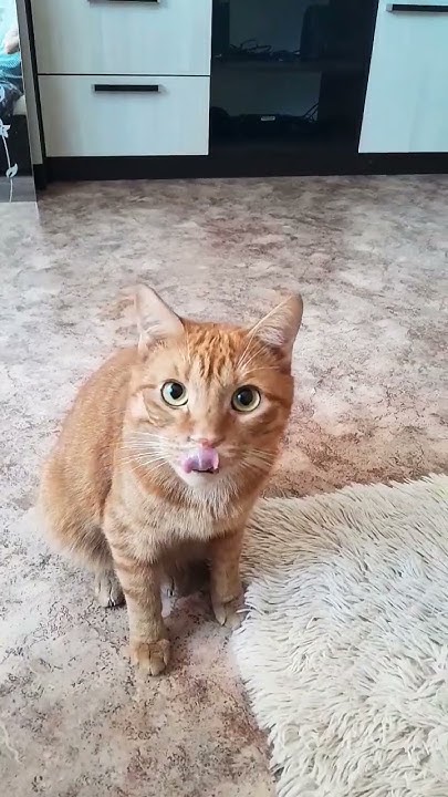 #cat #кот #котик #котики - YouTube