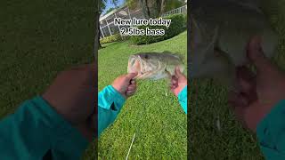 #floridabass #bassfeatured #fishing #monsterbass #bassfishing #bass #basspumping #fish #angler