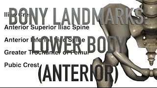 Bony Landmarks - Lower Body - Anterior - Quiz