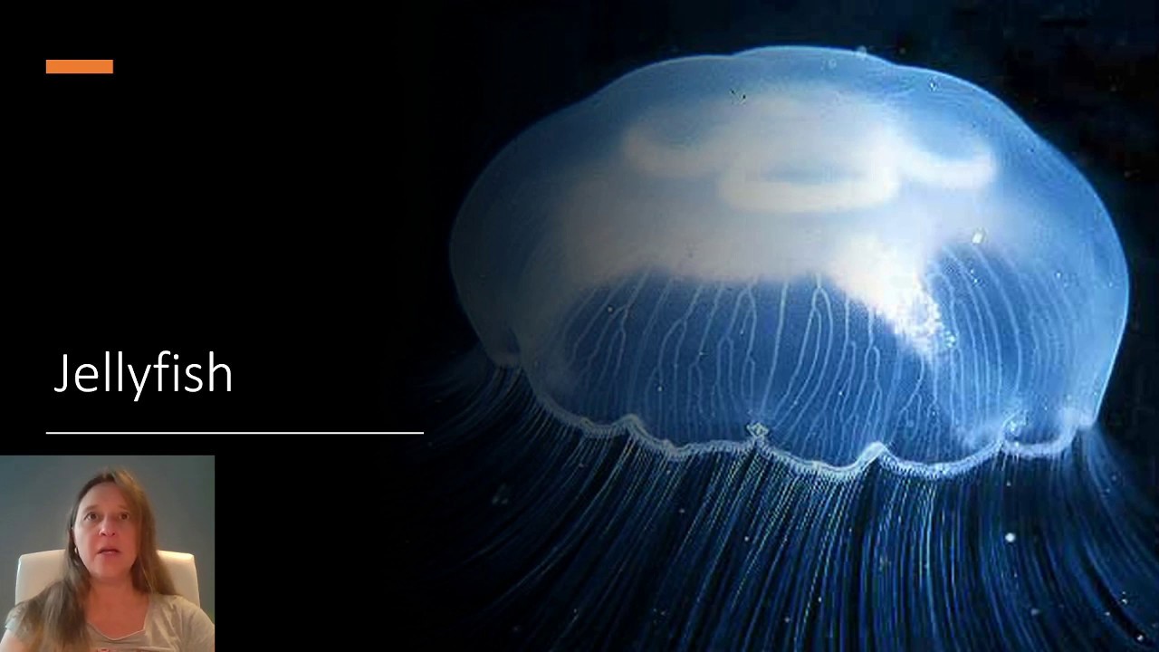 Jellyfish Appearance Sentences YouTube