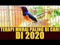 ISIAN MURAI PALING DI CARI DI 2020