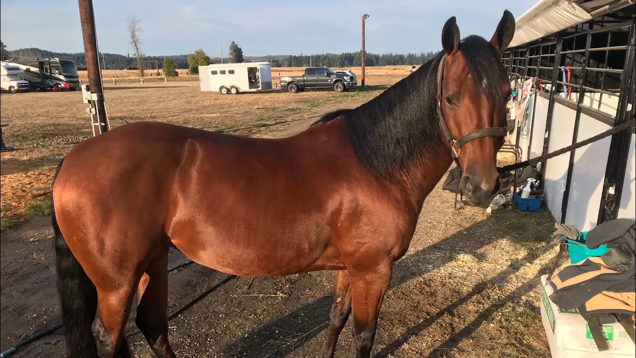 5 yo cowhorse Hickory Hip Chick 1 year in training YouTube