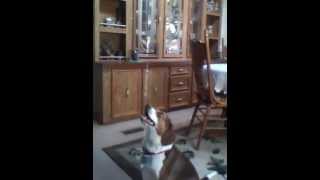 Buster Beagle 2 Years Birthday balloon