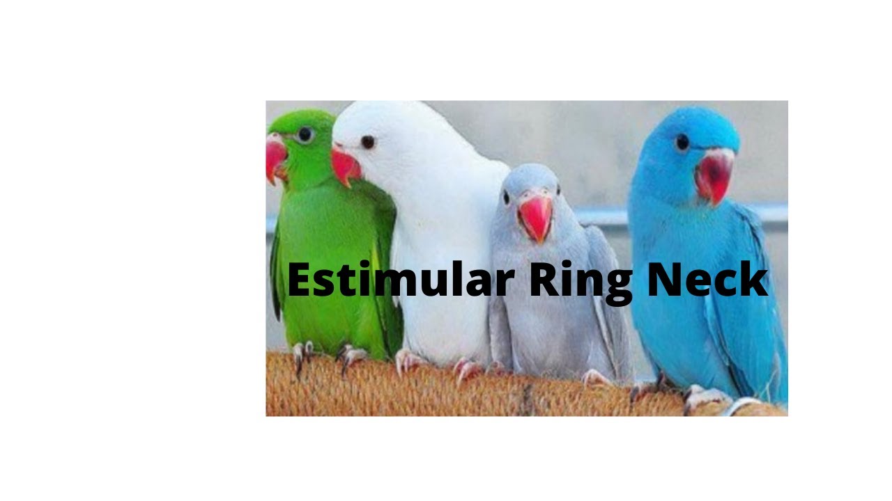 Canto Para Estimular Ring Neck