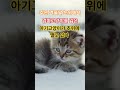 추운 겨울 눈위에서 엄마고양이를 잃은 아기 고양이가 추위에 떨고 있다 #movie #고양이 #dothingsyoudontwanttodo