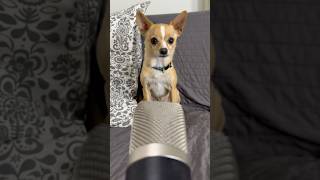 Interview with a Chihuahua @kikopup