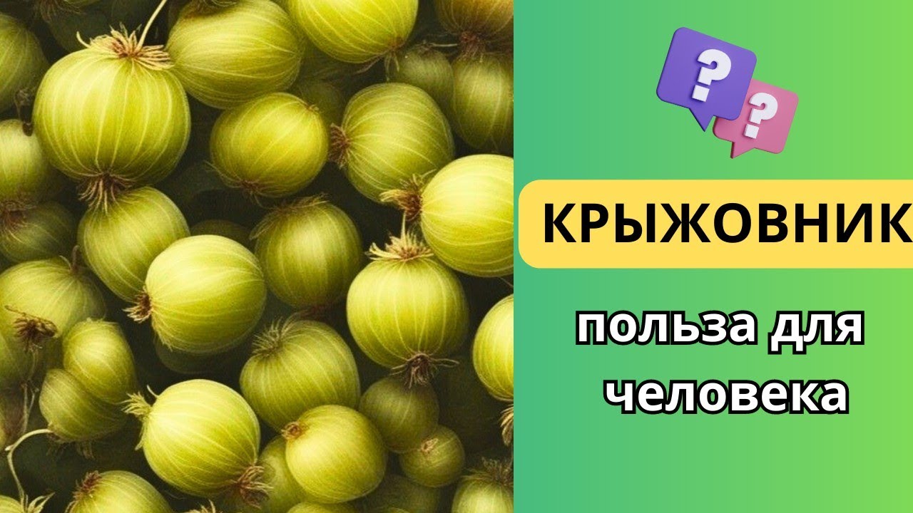 Крыжовник польза крыжовника для человека. Чем полезен крыжовник - YouTube