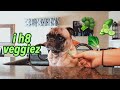 PUG TASTE TESTING / episode 2