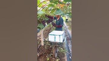 Teng Min grapes #grape #grapenation #pruninggrapevines #grapecity #grapecare #grapemaintenance